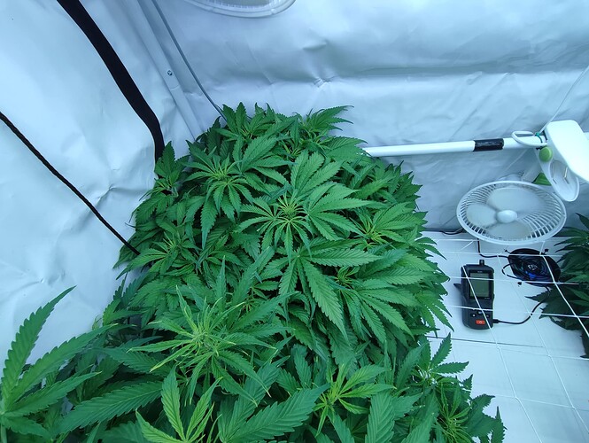 Growreport Bild 34