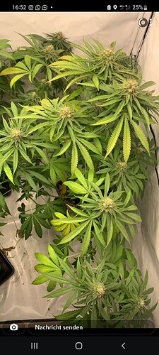 Growreport Bild 6