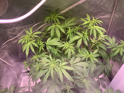 Growreport Bild 6