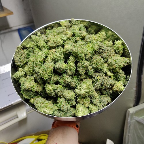 Growreport Bild 25