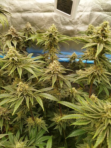 Growreport Bild 21