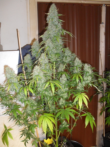 Growreport Bild 9