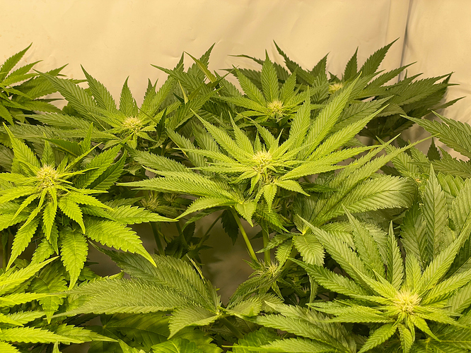 Growreport Bild 50