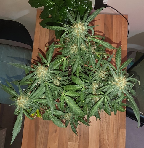 Growreport Bild 8