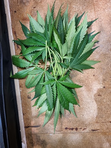 Growreport Bild 25