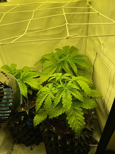 Growreport Bild 3
