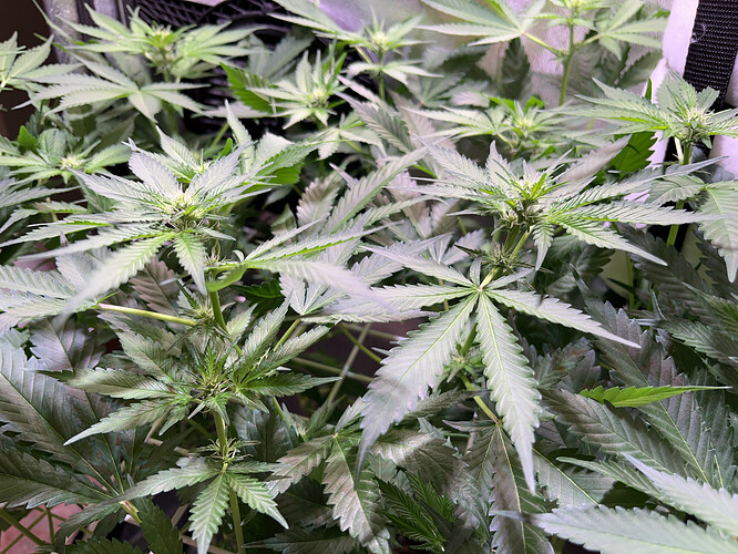 Growreport Bild 32