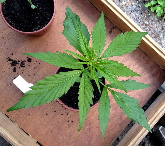 Growreport Bild 25