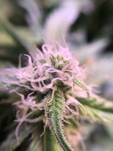 Growreport Bild 16