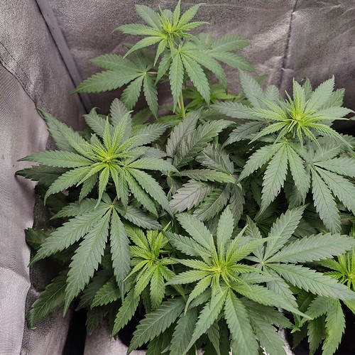 Growreport Bild 13