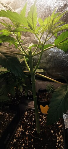 Growreport Bild 25