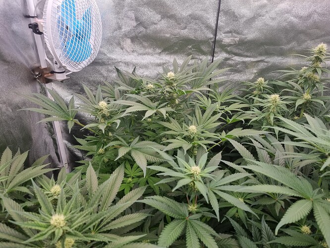 Growreport Bild 33