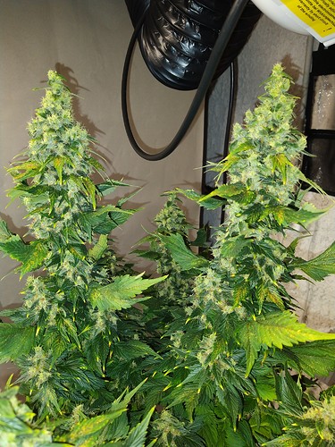 Growreport Bild 12