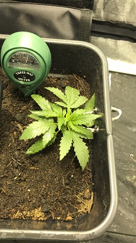 Growreport Bild 6
