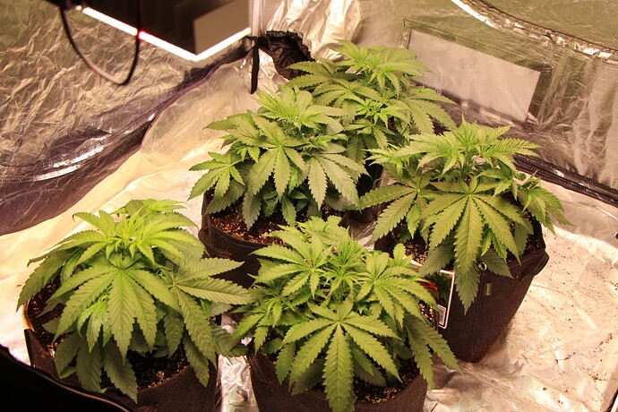 Growreport Bild 13