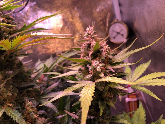 Growreport Bild 18