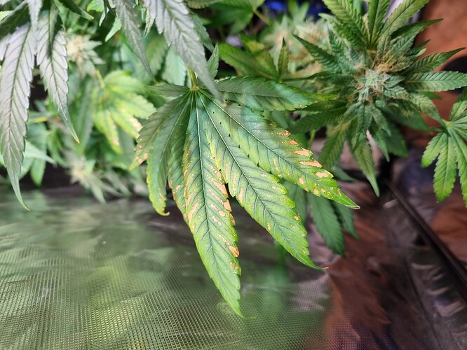 Growreport Bild 19