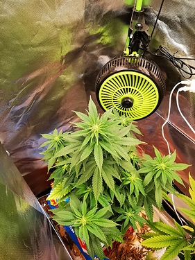 Growreport Bild 3