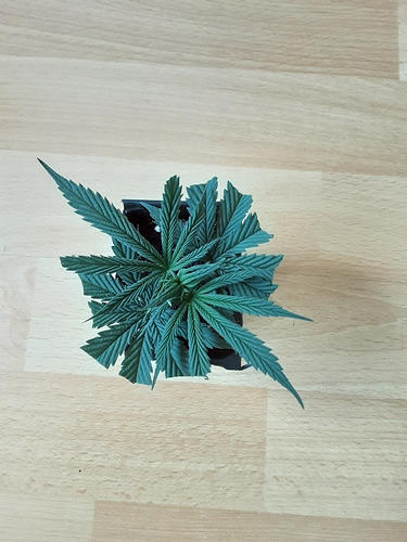 Growreport Bild 29