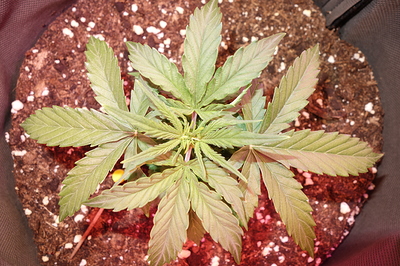 Eine junge Cannabispflanze in einem Topf, die sich in der Sämlingsphase befindet.