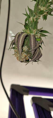 Growreport Bild 2