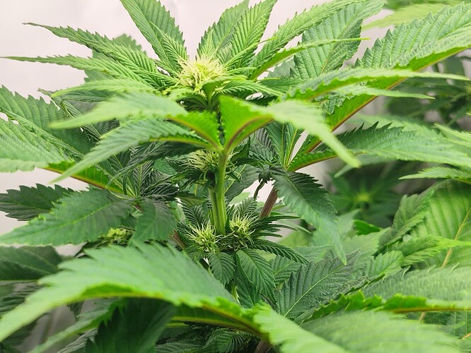 Growreport Bild 8
