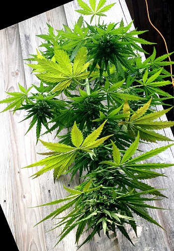 Growreport Bild 5
