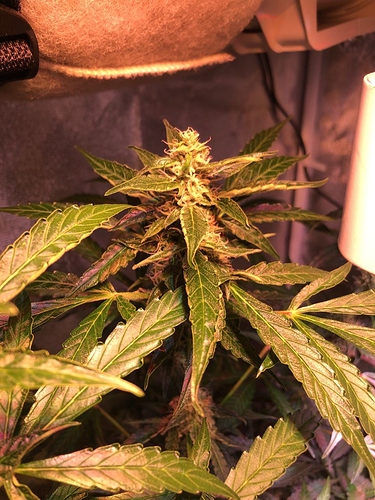 Growreport Bild 32