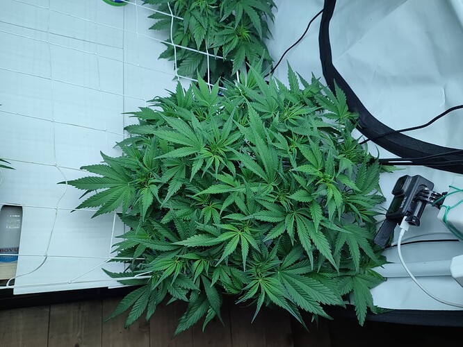 Growreport Bild 36