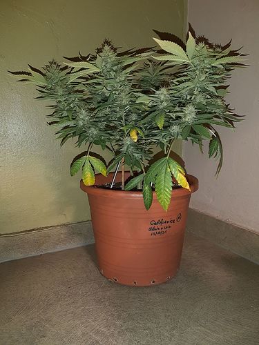 Growreport Bild 1