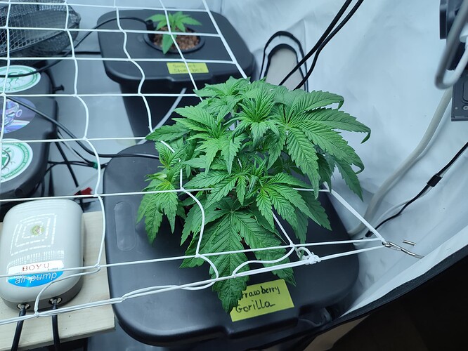 Growreport Bild 31