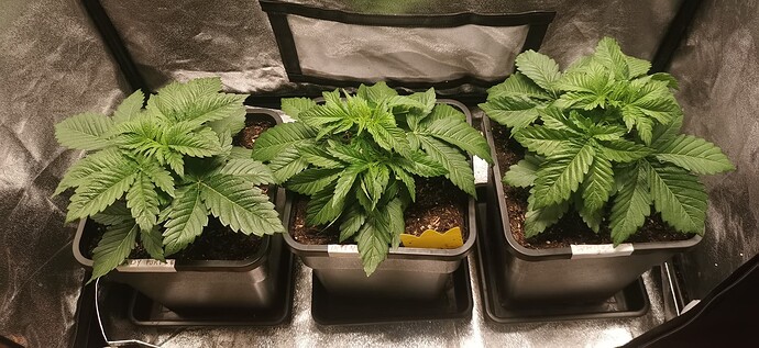 Growreport Bild 4