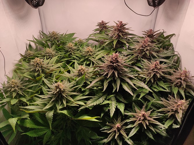 Growreport Bild 1