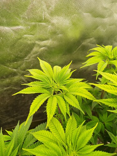 Growreport Bild 12