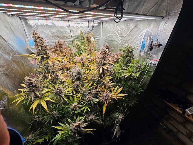 Growreport Bild 29