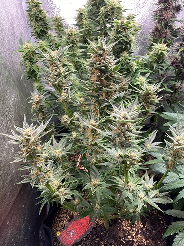 Growreport Bild 2