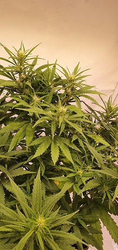 Growreport Bild 2