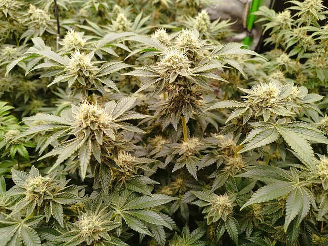 Growreport Bild 8
