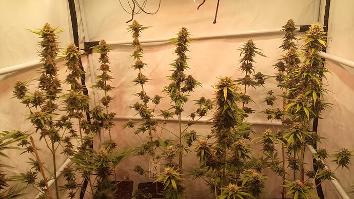 Growreport Bild 6