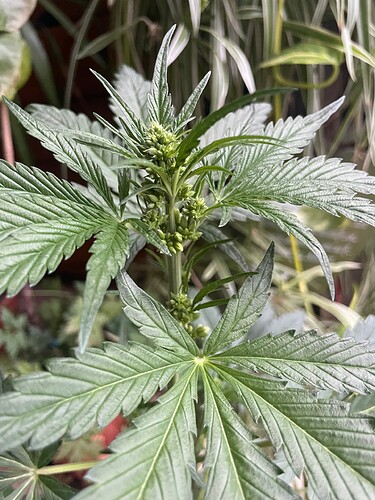 Growreport Bild 8