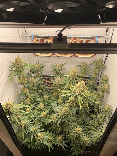 Growreport Bild 1