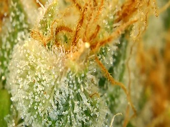 Growreport Bild 3
