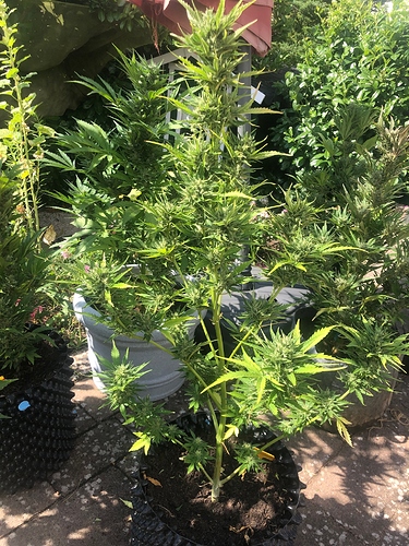 Growreport Bild 2
