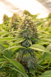 Growreport Bild 3