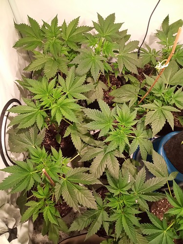 Growreport Bild 27