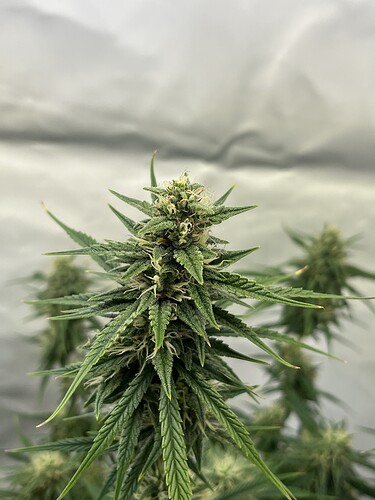 Growreport Bild 41