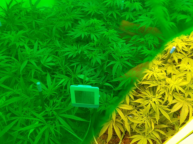 Growreport Bild 3