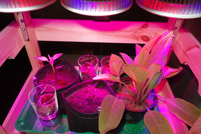 Growreport Bild 38