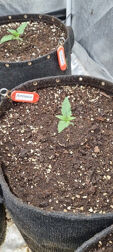 Growreport Bild 34