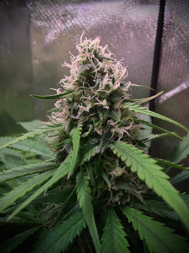 Growreport Bild 1